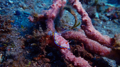 Goniobranchus albopunctatus