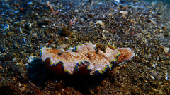 Glossodoris