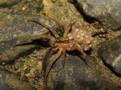 Pardosa pseudoannulata