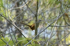 Prinia superciliaris