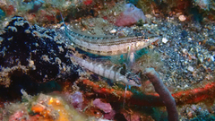 Parapercis lineopunctata