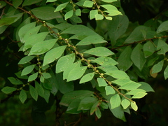 Bridelia montana