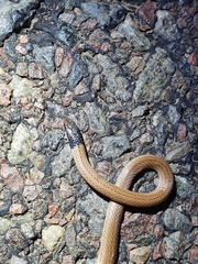 Aparallactus capensis