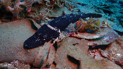 Platycephalidae