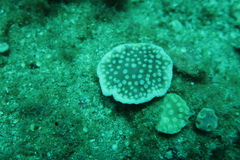 Mycedium elephantotus