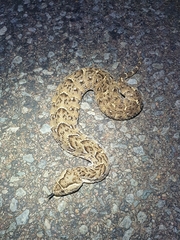 Bitis arietans arietans