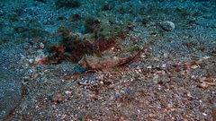 Dactylopus dactylopus