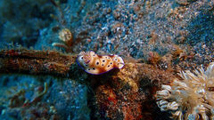 Hypselodoris tryoni