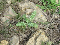 Galactites tomentosus
