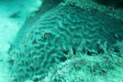 Colpophyllia natans