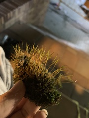 Tortula muralis