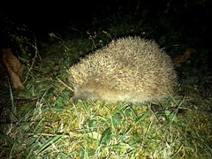 Erinaceus