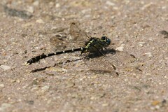 Hemigomphus heteroclytus