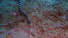 Myrichthys colubrinus