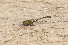 Hemigomphus heteroclytus