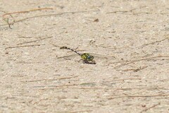 Hemigomphus heteroclytus