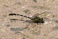Hemigomphus heteroclytus