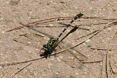 Hemigomphus heteroclytus
