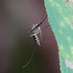 Aedes trivittatus