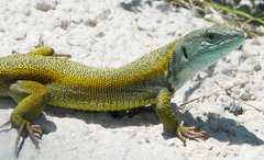 Lacerta citrovittata