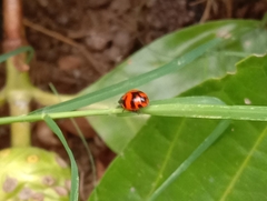 Coccinella transversalis