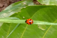 Coccinella transversalis