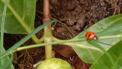 Coccinella transversalis