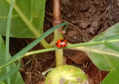 Coccinella transversalis