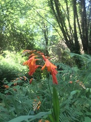 Crocosmia