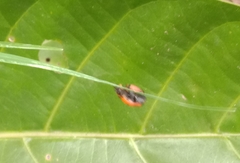 Coccinella transversalis