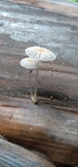Narcissea patouillardii