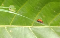 Coccinella transversalis