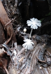 Narcissea patouillardii