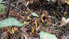 Craterellus
