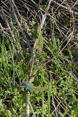 Lacerta viridis
