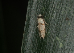 Coesyra hemiphragma