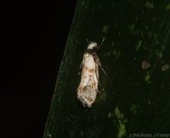Coesyra hemiphragma