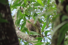 Chlamydera nuchalis