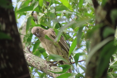 Chlamydera nuchalis