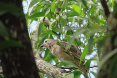 Chlamydera nuchalis