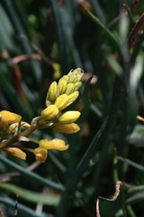 Bulbine glauca