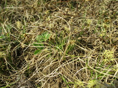 Carex duriuscula