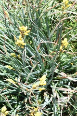 Bulbine glauca