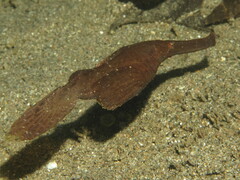 Solenostomus cyanopterus