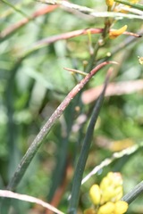 Bulbine glauca