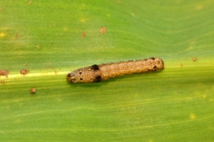 Spodoptera littoralis