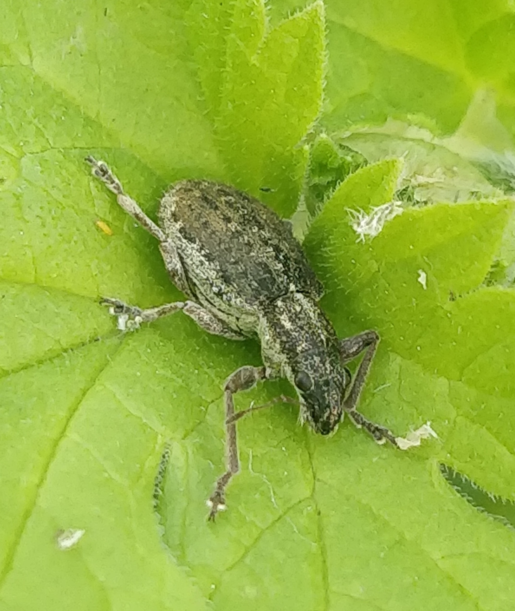 Coelositona verrucosus