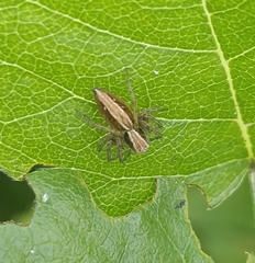 Oxyopes kraepelinorum