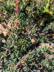 Berberis empetrifolia