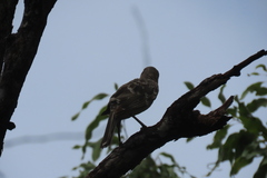 Chlamydera nuchalis